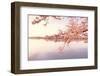 Cherry blossoms at the lakeside, Washington DC, USA-null-Framed Photographic Print