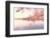 Cherry blossoms at the lakeside, Washington DC, USA-null-Framed Photographic Print