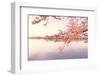 Cherry blossoms at the lakeside, Washington DC, USA-null-Framed Photographic Print