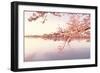 Cherry blossoms at the lakeside, Washington DC, USA-null-Framed Photographic Print