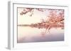 Cherry blossoms at the lakeside, Washington DC, USA-null-Framed Photographic Print