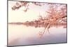 Cherry blossoms at the lakeside, Washington DC, USA-null-Mounted Photographic Print