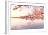 Cherry blossoms at the lakeside, Washington DC, USA-null-Framed Photographic Print