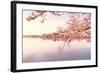 Cherry blossoms at the lakeside, Washington DC, USA-null-Framed Photographic Print