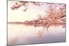 Cherry blossoms at the lakeside, Washington DC, USA-null-Mounted Photographic Print