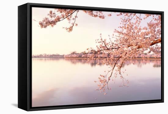 Cherry blossoms at the lakeside, Washington DC, USA-null-Framed Stretched Canvas