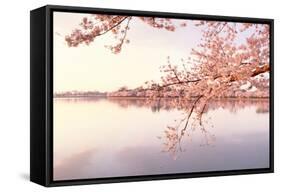 Cherry blossoms at the lakeside, Washington DC, USA-null-Framed Stretched Canvas