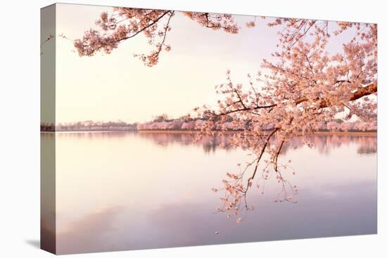 Cherry blossoms at the lakeside, Washington DC, USA-null-Stretched Canvas