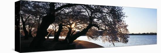 Cherry Blossoms at the Riverbank at Sunrise, Tidal Basin, Potomac River, Washington DC, USA-null-Stretched Canvas