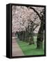 Cherry Blossoms at the University of Washington, Seattle, Washington, USA-William Sutton-Framed Stretched Canvas