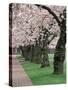 Cherry Blossoms at the University of Washington, Seattle, Washington, USA-William Sutton-Stretched Canvas