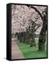 Cherry Blossoms at the University of Washington, Seattle, Washington, USA-William Sutton-Framed Stretched Canvas