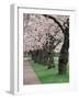 Cherry Blossoms at the University of Washington, Seattle, Washington, USA-William Sutton-Framed Photographic Print