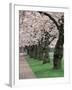 Cherry Blossoms at the University of Washington, Seattle, Washington, USA-William Sutton-Framed Photographic Print