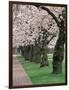 Cherry Blossoms at the University of Washington, Seattle, Washington, USA-William Sutton-Framed Photographic Print