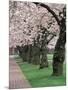 Cherry Blossoms at the University of Washington, Seattle, Washington, USA-William Sutton-Mounted Photographic Print