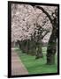 Cherry Blossoms at the University of Washington, Seattle, Washington, USA-William Sutton-Framed Photographic Print