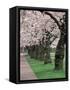 Cherry Blossoms at the University of Washington, Seattle, Washington, USA-William Sutton-Framed Stretched Canvas