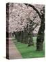 Cherry Blossoms at the University of Washington, Seattle, Washington, USA-William Sutton-Stretched Canvas