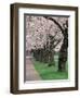 Cherry Blossoms at the University of Washington, Seattle, Washington, USA-William Sutton-Framed Photographic Print