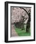 Cherry Blossoms at the University of Washington, Seattle, Washington, USA-William Sutton-Framed Photographic Print