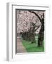 Cherry Blossoms at the University of Washington, Seattle, Washington, USA-William Sutton-Framed Photographic Print