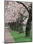 Cherry Blossoms at the University of Washington, Seattle, Washington, USA-William Sutton-Mounted Photographic Print