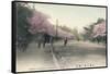 'Cherry Blossoms At Uyeno Park Tokyo', c1910-Unknown-Framed Stretched Canvas