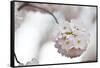 Cherry Blossoms Bloom On A Tree In Washington, DC In Spring At The Peak Of Cherry Blosssom Season-Karine Aigner-Framed Stretched Canvas