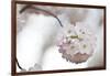 Cherry Blossoms Bloom On A Tree In Washington, DC In Spring At The Peak Of Cherry Blosssom Season-Karine Aigner-Framed Photographic Print