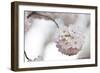 Cherry Blossoms Bloom On A Tree In Washington, DC In Spring At The Peak Of Cherry Blosssom Season-Karine Aigner-Framed Photographic Print