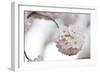 Cherry Blossoms Bloom On A Tree In Washington, DC In Spring At The Peak Of Cherry Blosssom Season-Karine Aigner-Framed Photographic Print