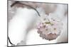 Cherry Blossoms Bloom On A Tree In Washington, DC In Spring At The Peak Of Cherry Blosssom Season-Karine Aigner-Mounted Photographic Print