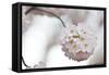 Cherry Blossoms Bloom On A Tree In Washington, DC In Spring At The Peak Of Cherry Blosssom Season-Karine Aigner-Framed Stretched Canvas