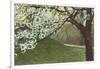 Cherry Blossoms by Grassy Hill-null-Framed Art Print