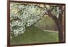 Cherry Blossoms by Grassy Hill-null-Framed Art Print