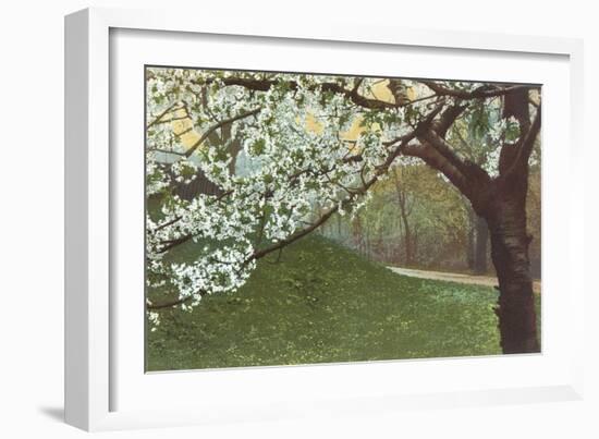 Cherry Blossoms by Grassy Hill-null-Framed Art Print