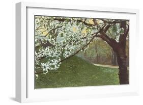 Cherry Blossoms by Grassy Hill-null-Framed Art Print