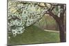 Cherry Blossoms by Grassy Hill-null-Mounted Art Print