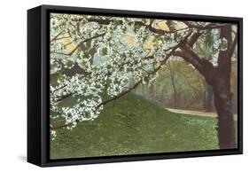 Cherry Blossoms by Grassy Hill-null-Framed Stretched Canvas