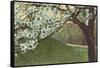 Cherry Blossoms by Grassy Hill-null-Framed Stretched Canvas