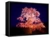 Cherry Blossoms by Night-null-Framed Stretched Canvas