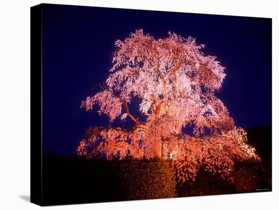 Cherry Blossoms by Night-null-Stretched Canvas