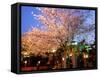 Cherry Blossoms by Night-null-Framed Stretched Canvas