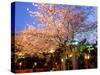 Cherry Blossoms by Night-null-Stretched Canvas