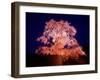 Cherry Blossoms by Night-null-Framed Photographic Print