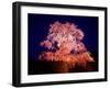 Cherry Blossoms by Night-null-Framed Photographic Print