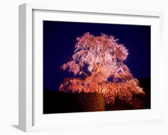 Cherry Blossoms by Night-null-Framed Photographic Print