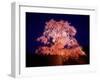 Cherry Blossoms by Night-null-Framed Photographic Print