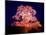 Cherry Blossoms by Night-null-Mounted Photographic Print